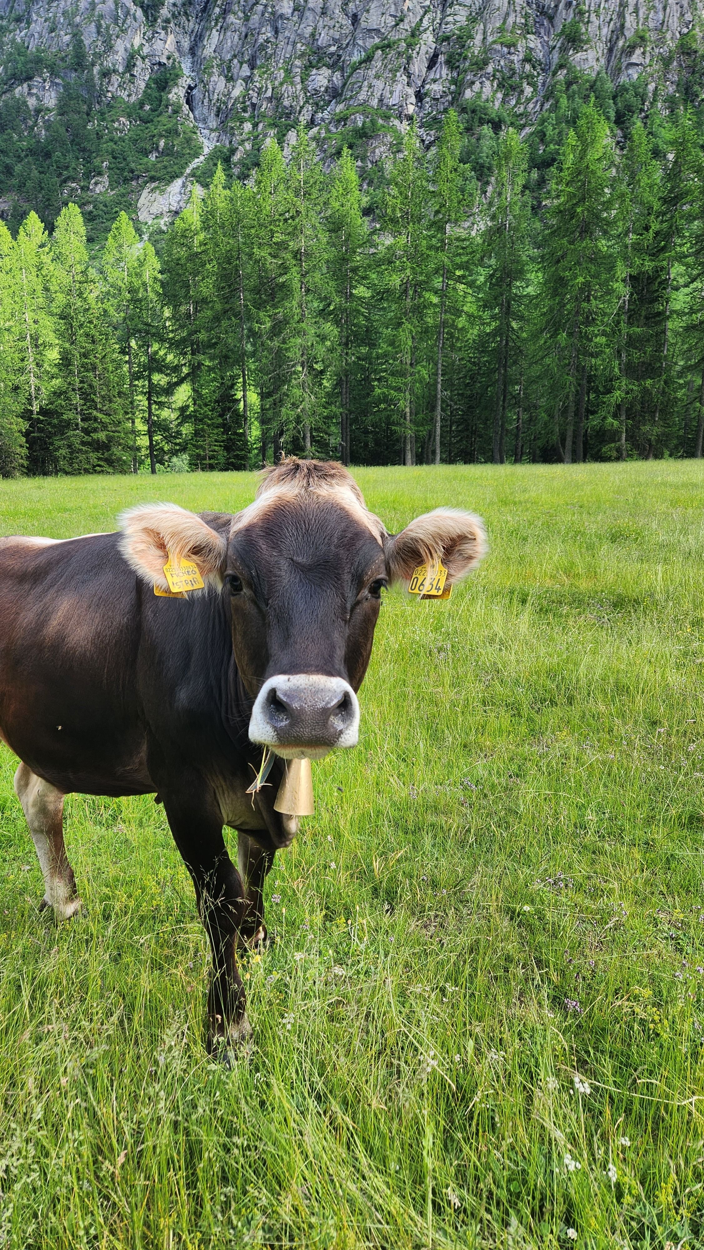 Cow Verde Photos, Download The BEST Free Cow Verde Stock Photos & HD Images
