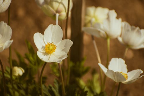 Anemone flowers in a field with dirt