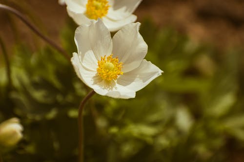 Anemone flowers in bloom in the wild