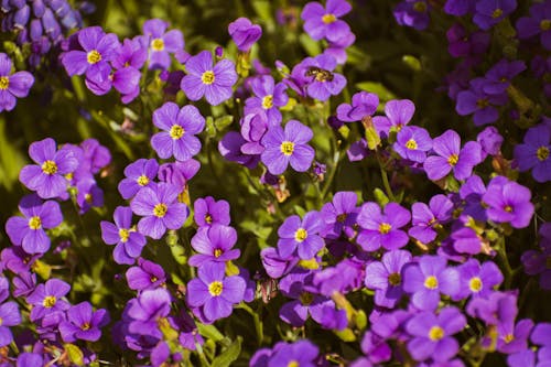 A close up of purple flowers with yellow centers