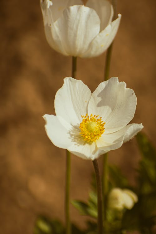 Ingyenes stockfotó @szabadtéri, anemone sylvestris, anemone virág témában