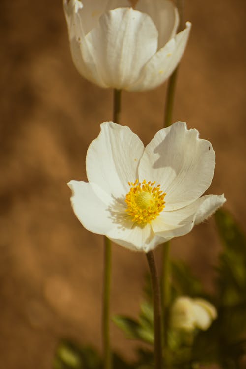 Anemone flowers in bloom in a field