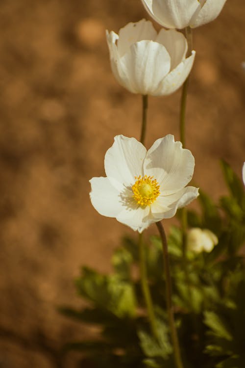 Anemone flowers in bloom in the desert