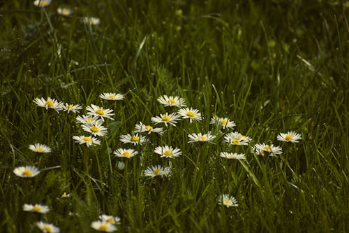 A field of daisies with yellow flowers