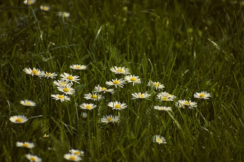 Ingyenes stockfotó @szabadtéri, bellis perennis, botanika témában