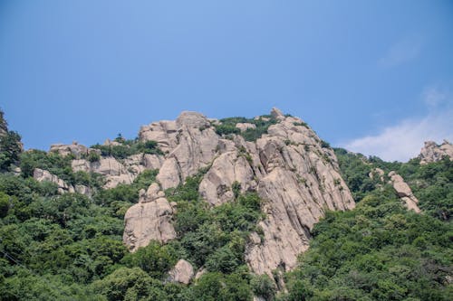 Imagine de stoc gratuită din arbori, codru, deal