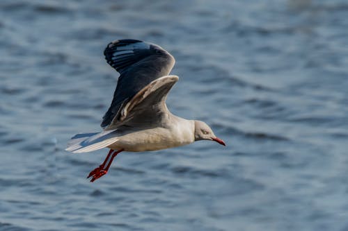 Seagull Flying against the Sea