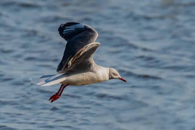 Seagull Flying Against The Sea