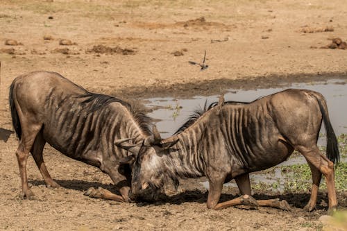 Two Fighting Wildebeests
