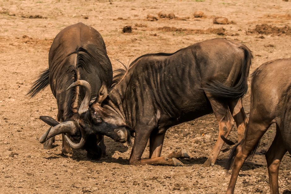 Two wildebeests locking horns in a fierce fight on a dry savanna landscape.