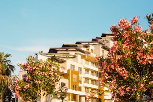 Imagine de stoc gratuită din arbori, arc, clădire