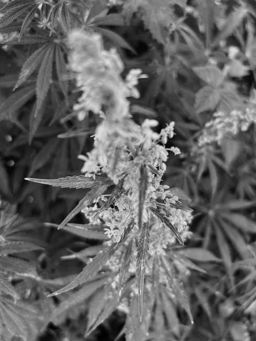 Foto d'estoc gratuïta de blanc i negre, enfocament selectiu, flor