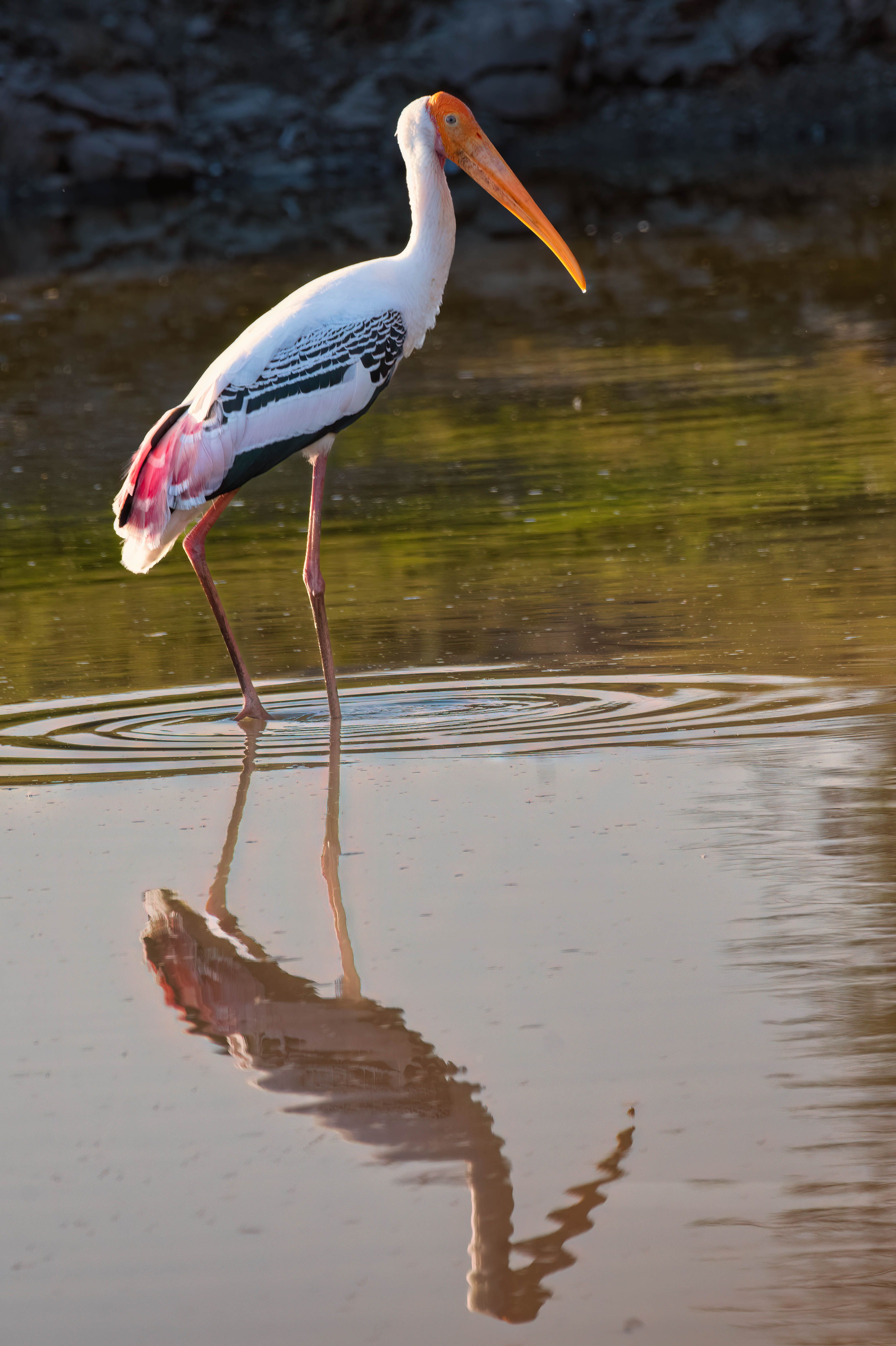 Sitka Waders Photos, Download The BEST Free Sitka Waders Stock Photos