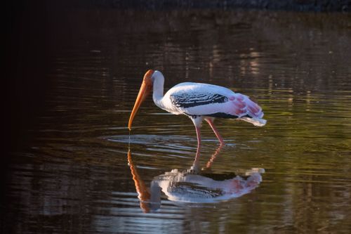 Free Close-up of a painted stork wading in water, reflecting the warm sunset light. Stock Photo