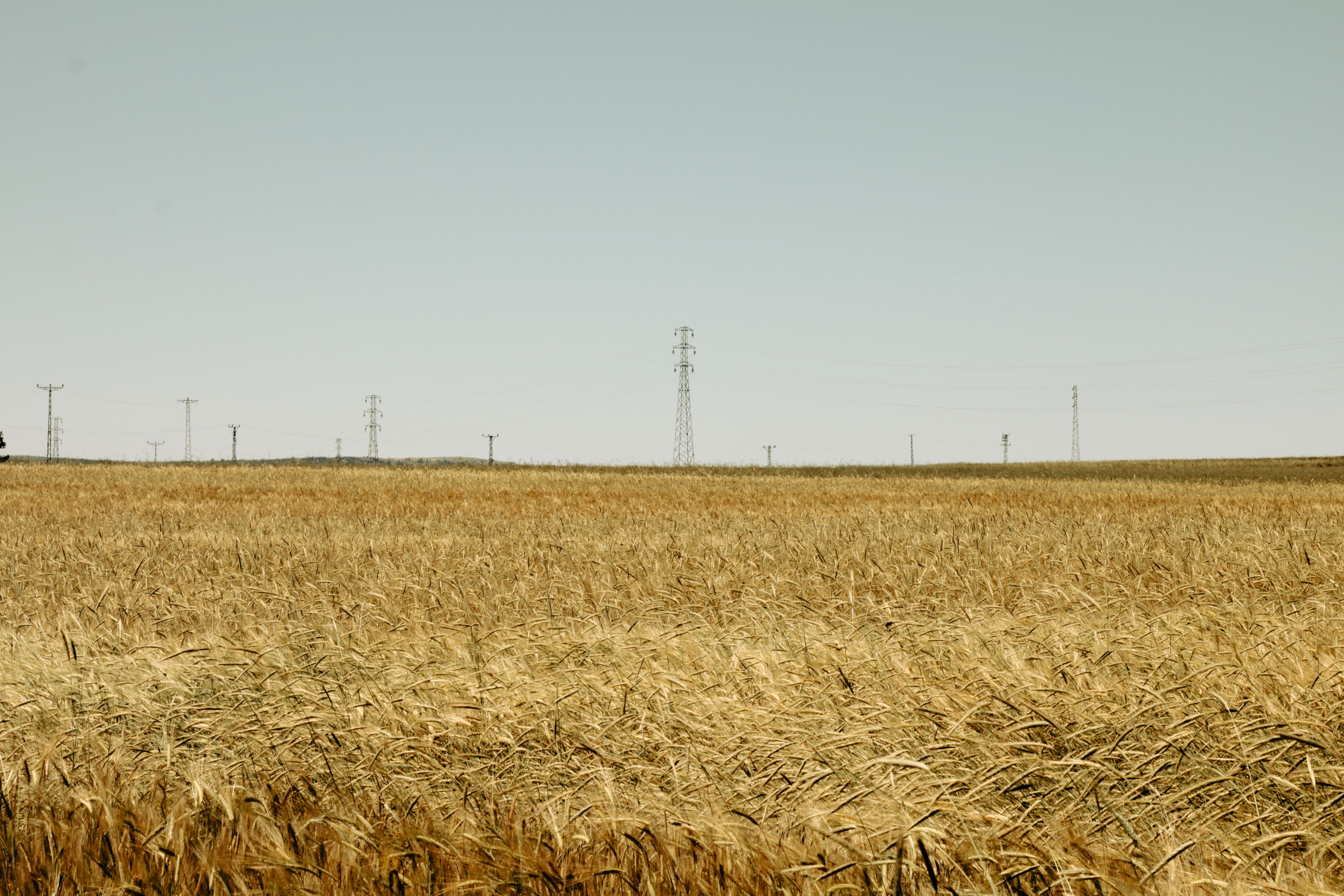 A vast golden wheat field under a clear sky with distant power lines, depicting rural tranquility.