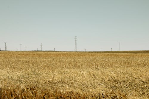 Rural Field in Countryside