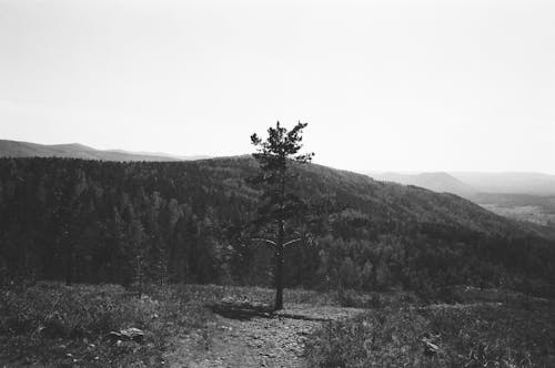 Single Tree on Hill in Black and White