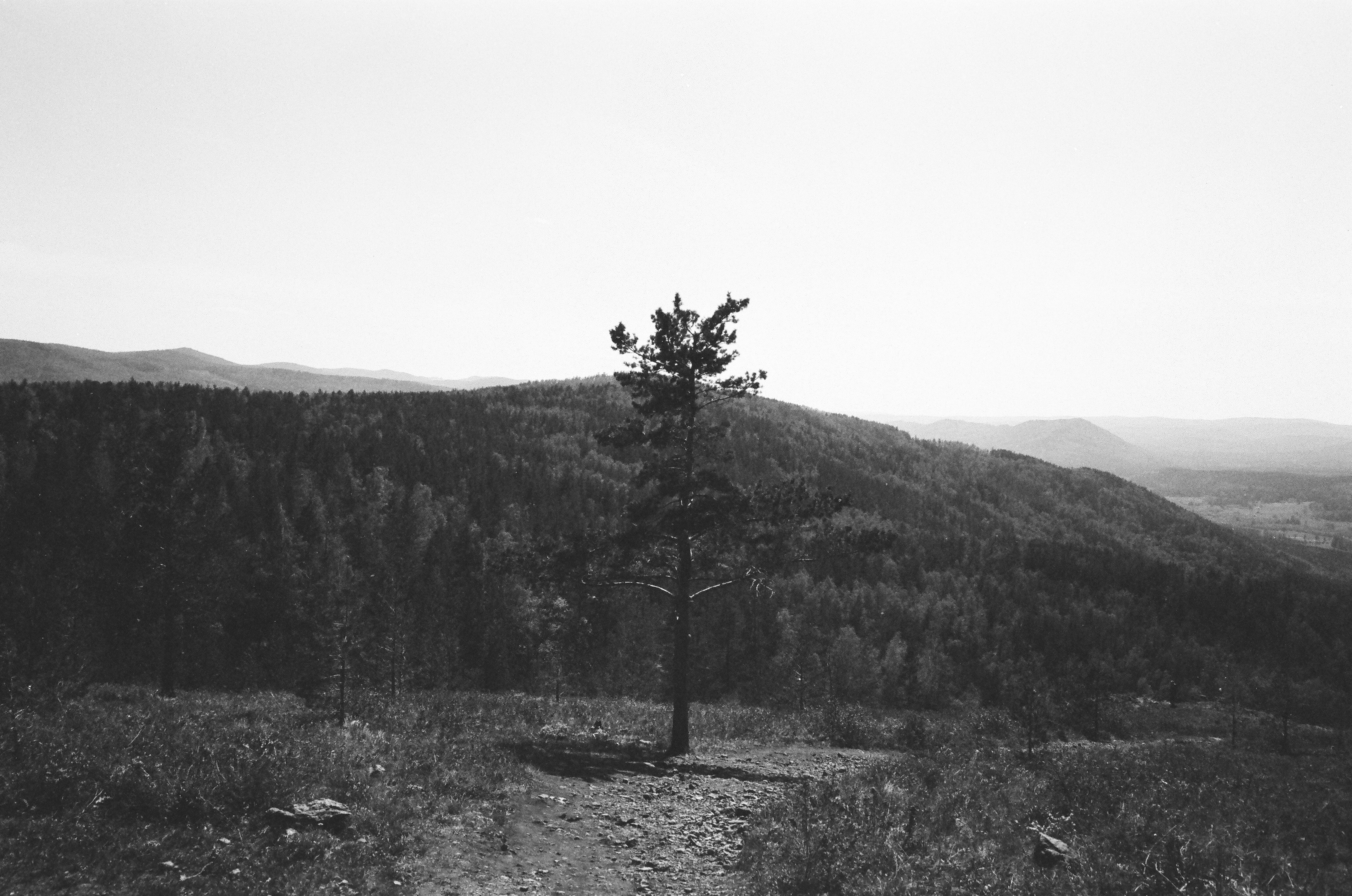 Single Tree on Hill in Black and White · Free Stock Photo