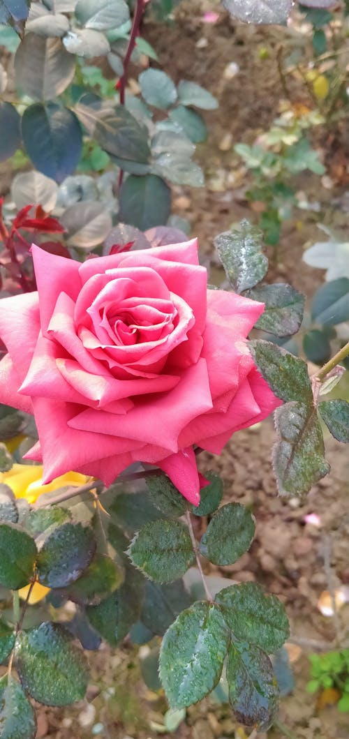 Fotobanka s bezplatnými fotkami na tému kvet ruže