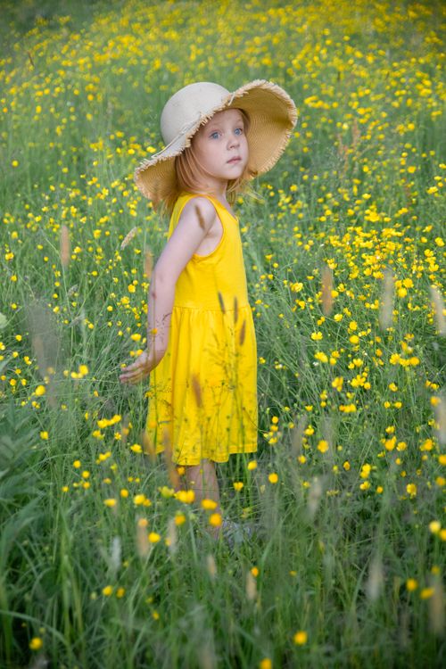 Free Adorable child in a yellow dress standing in a field of yellow wildflowers wearing a straw hat. Stock Photo