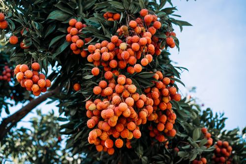 Free Lush clusters of ripe rowanberries hanging from a tree branch in a sunny outdoor setting. Stock Photo