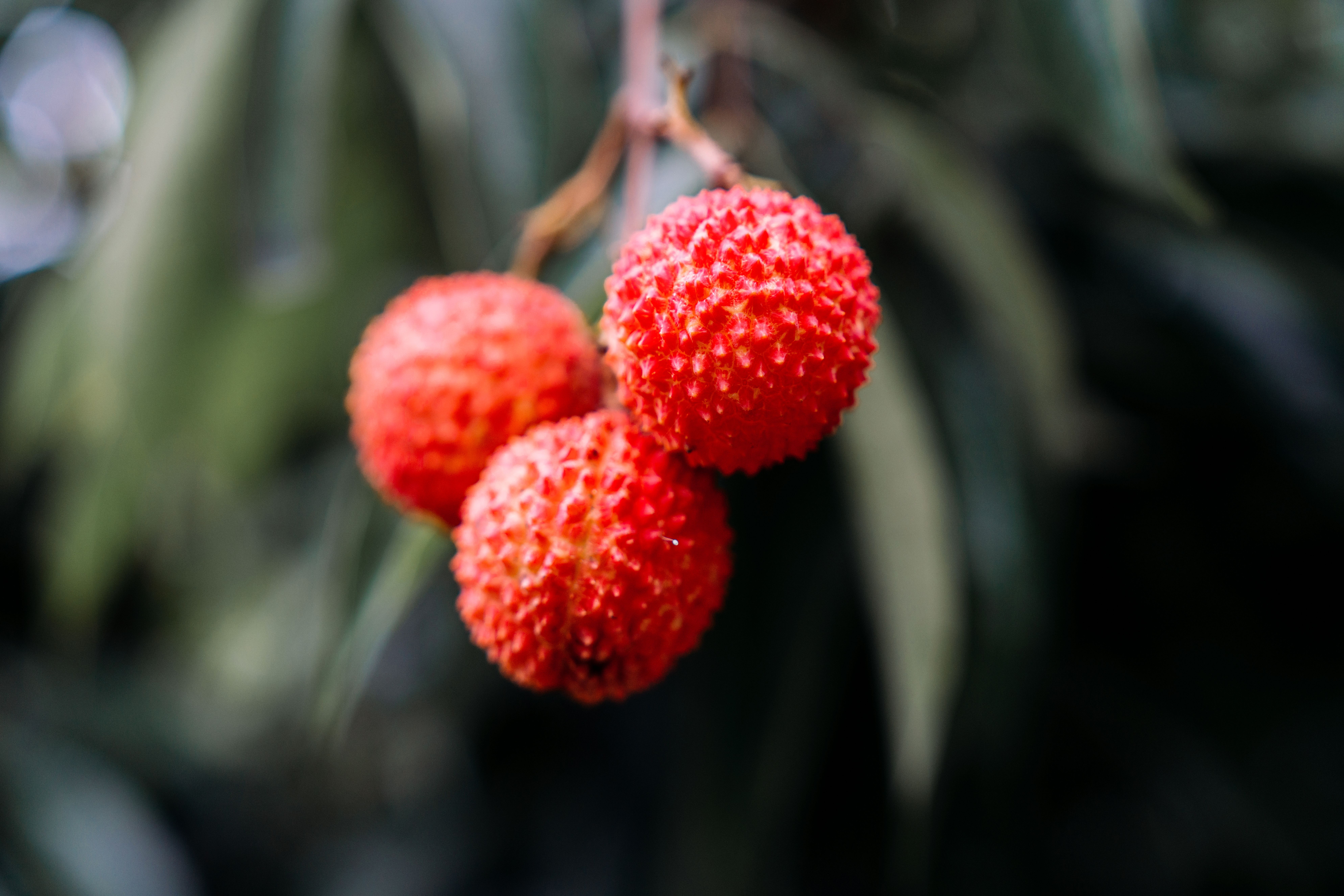 Vibrant close-up of ripe red lychee fruit hanging on a tree branch, showcasing natural freshness.