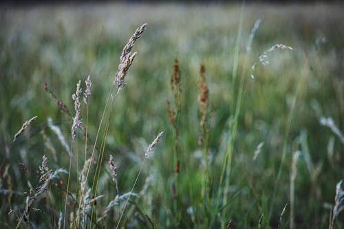 Gratis stockfoto met bloemen, detailopname, gras