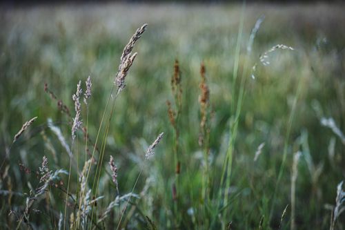 Free Serene close-up of grass blades in a vibrant green meadow during summer. Stock Photo