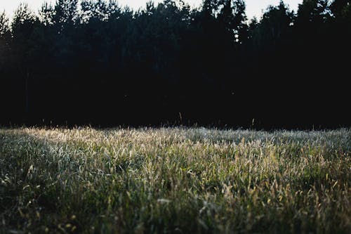 View of a Meadow and Forest in Summer 