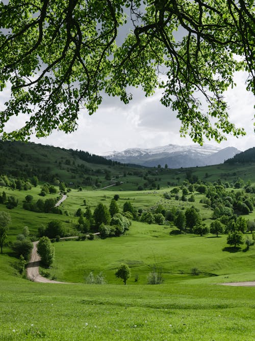 ağaç, alan, dağ içeren Ücretsiz stok fotoğraf