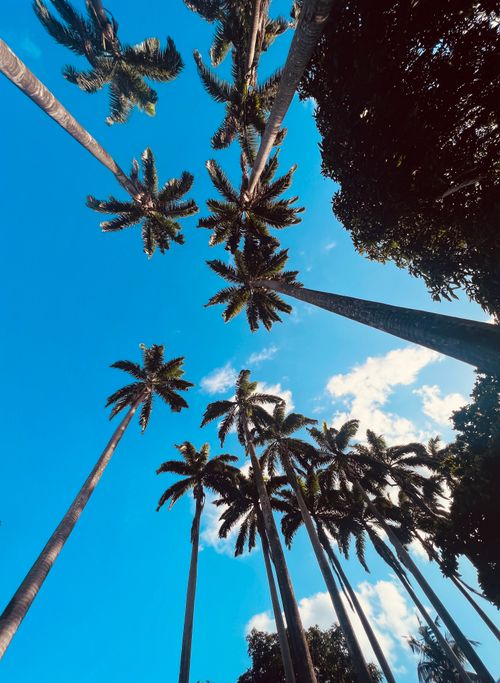 Free Tall palm trees reaching into the clear blue sky in tropical Lagos, Nigeria. Stock Photo