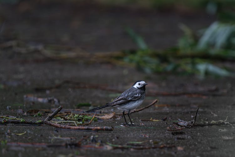 White Wagtail Bird Standing On The Ground