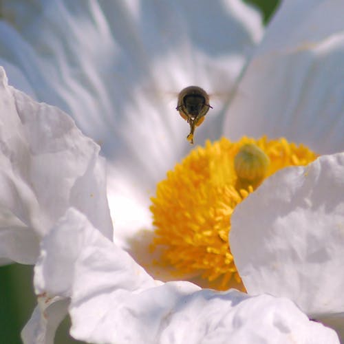 bee in flight