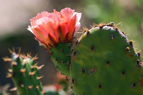 cactus blossom
