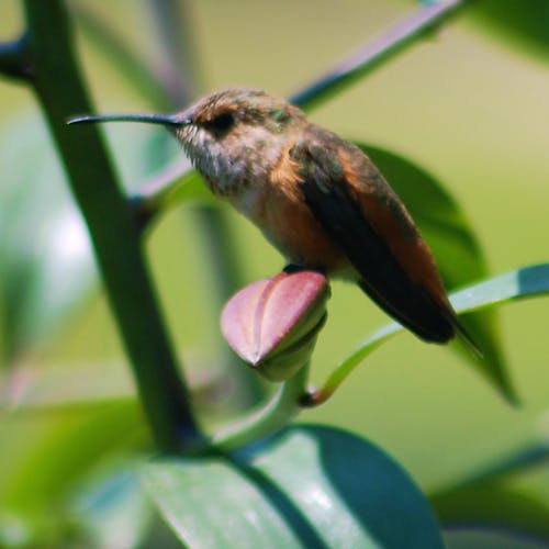 hummingbird