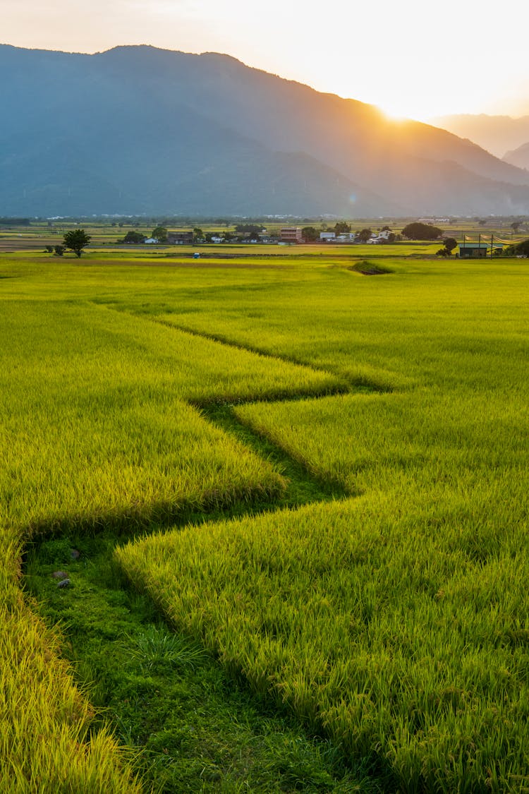 Regular Cut Path In Meadow