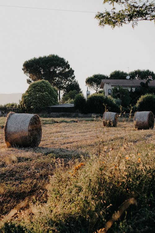 Imagine de stoc gratuită din agricultură, baloți de paie, câmp