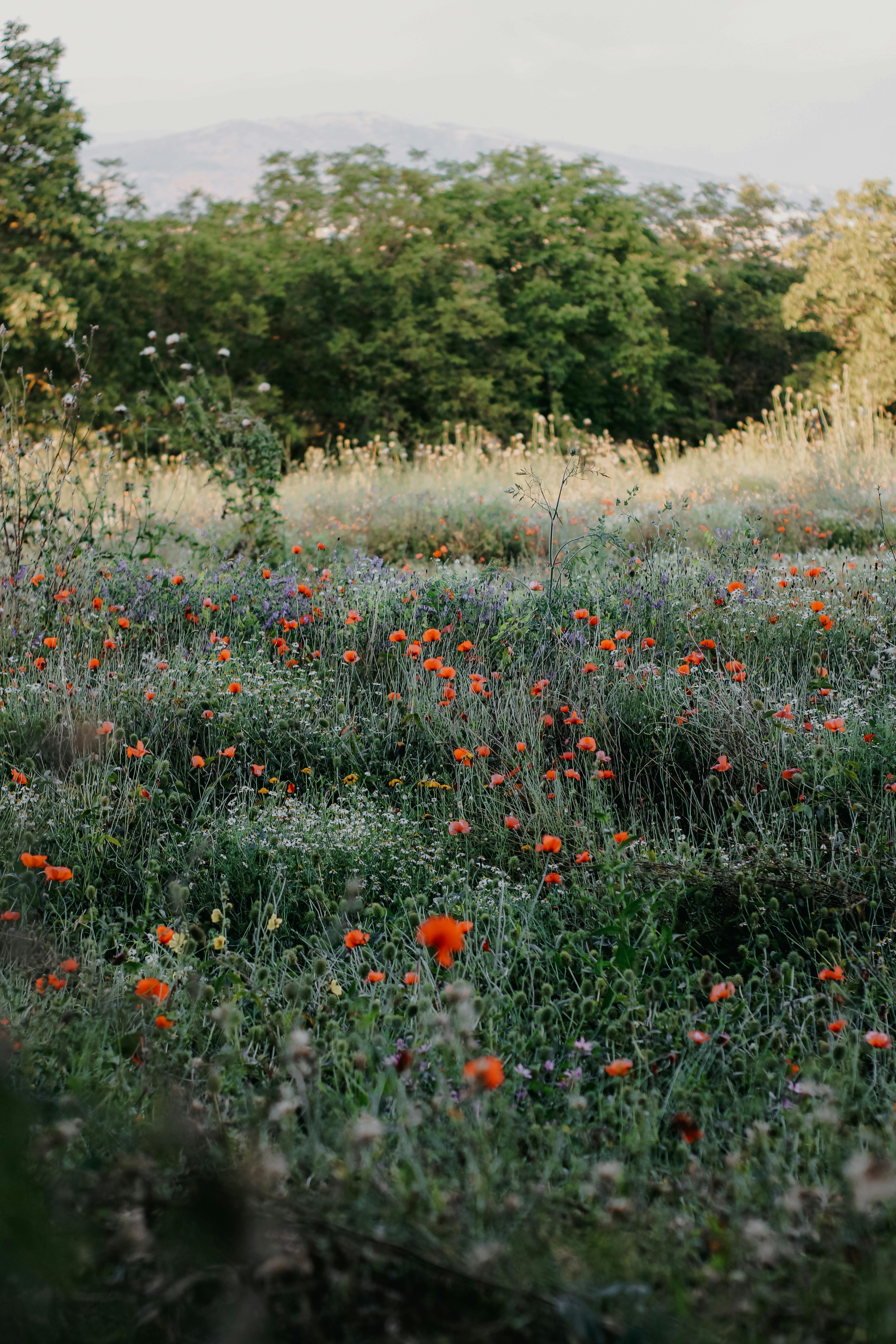 Blooming Poppies on a Meadow