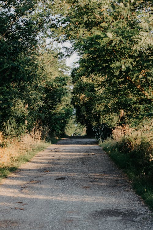 Footpath in a Forest in Summer