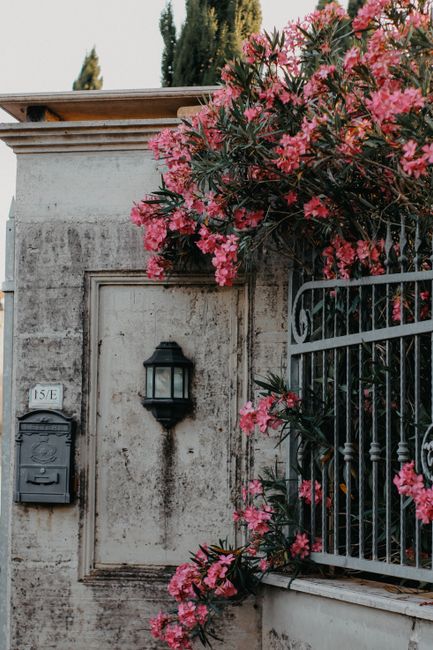 Rustic urban wall adorned with vibrant pink oleander flowers and classic lantern by a fence.