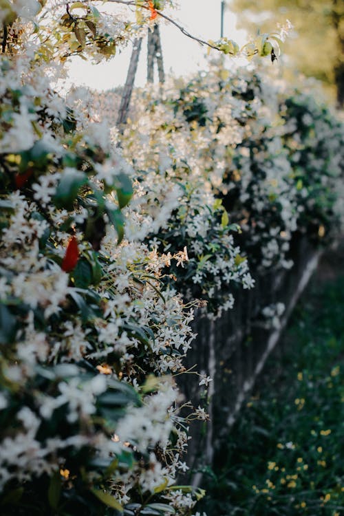 Flowering Bushes Along a Fence