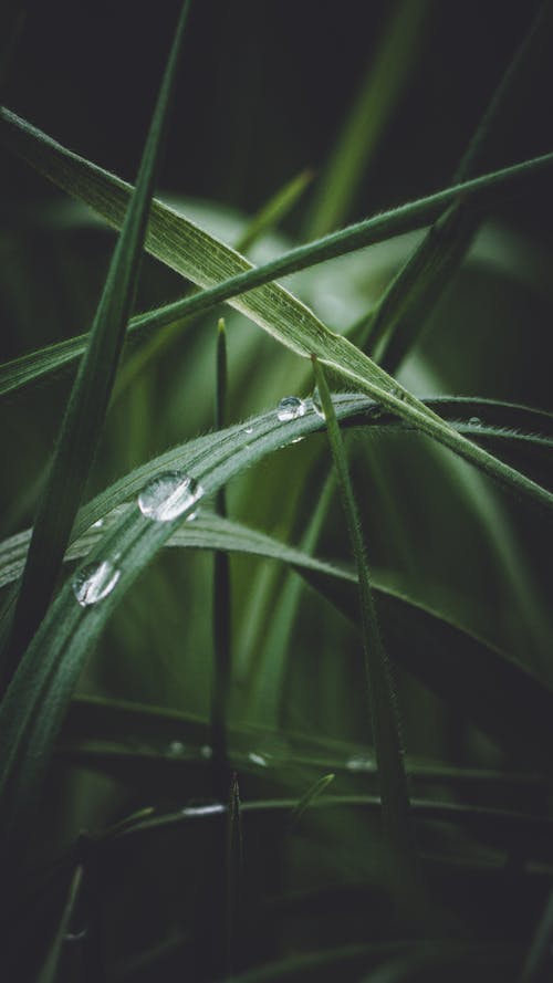 Free Water Drops on a Grass Blade Stock Photo