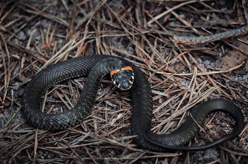 Close-up of a Ring-necked Snake