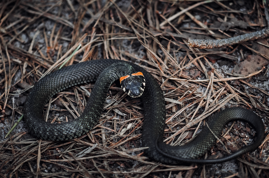 A detailed view of a ring-necked snake amid forest floor debris, showcasing its unique coloration.