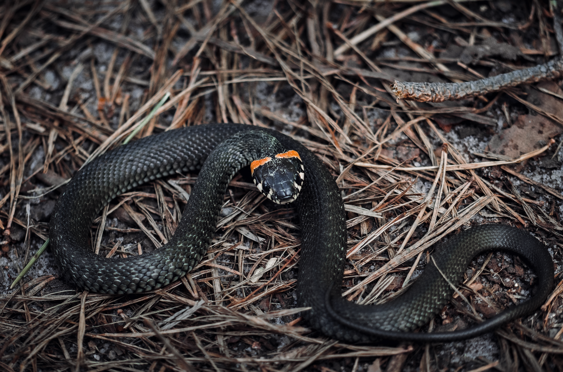A detailed view of a ring-necked snake amid forest floor debris, showcasing its unique coloration.
