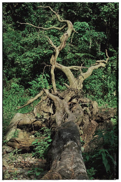 倒下的樹, 分支機構, 垂直拍摄 的 免费素材图片