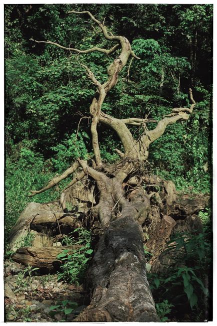 A fallen tree with twisting roots set amidst a lush forest landscape in Hanoi, Vietnam.
