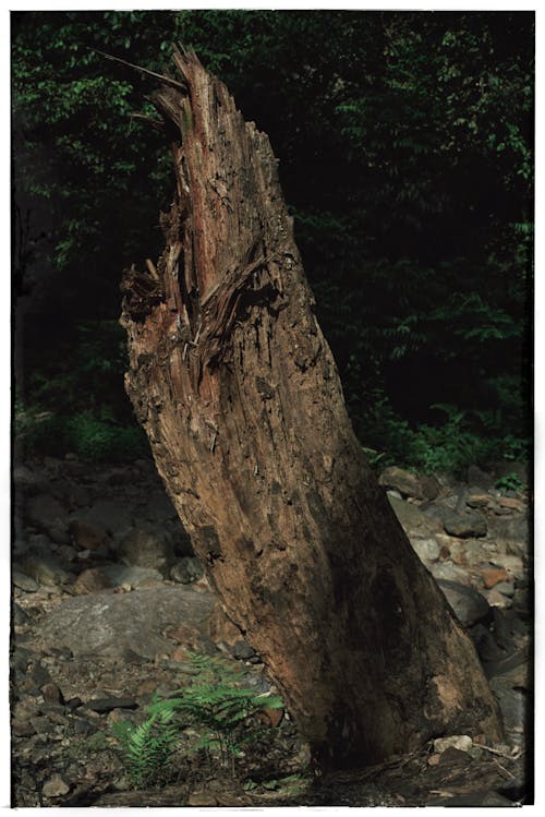 垂直拍摄, 木柴, 森林 的 免费素材图片