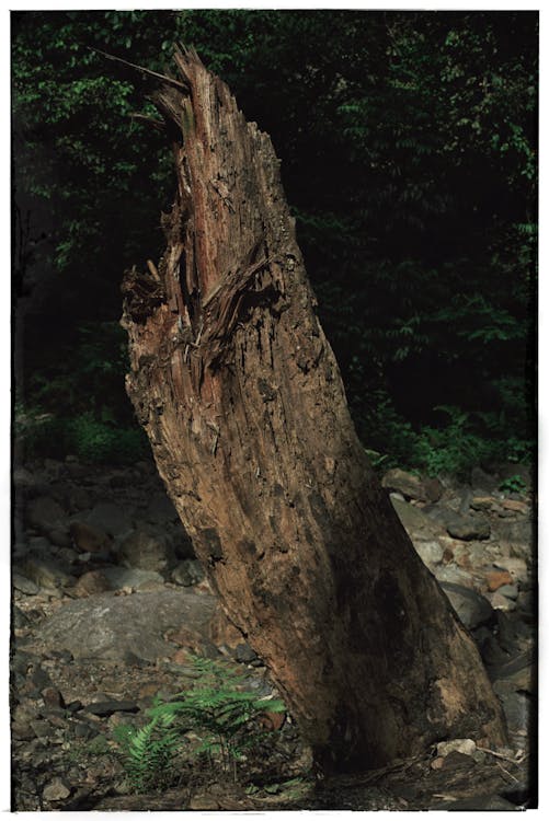 Foto d'estoc gratuïta de arbre, bagul, bosc