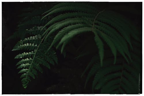 Бесплатное стоковое фото с крупный план, лес, листья
